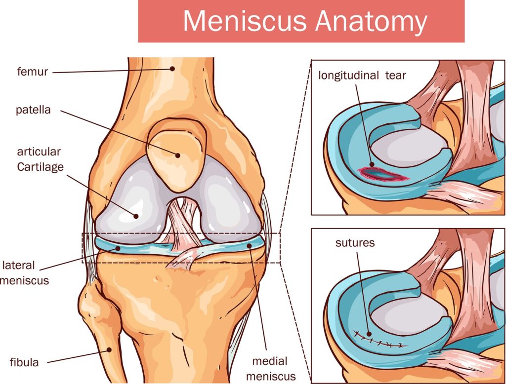 Anatomy of Meniscus